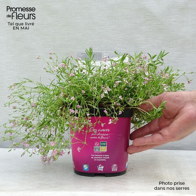 Spécimen de Gypsophila repens Rosa Schönheit - Gypsophile rampant tel que livré au printemps