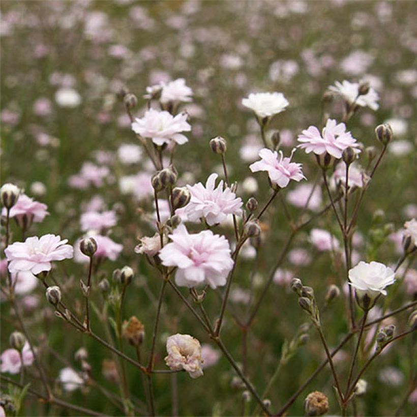 Gypsophila repens Rosa Schönheit - Gypsophile rampant (Floraison)