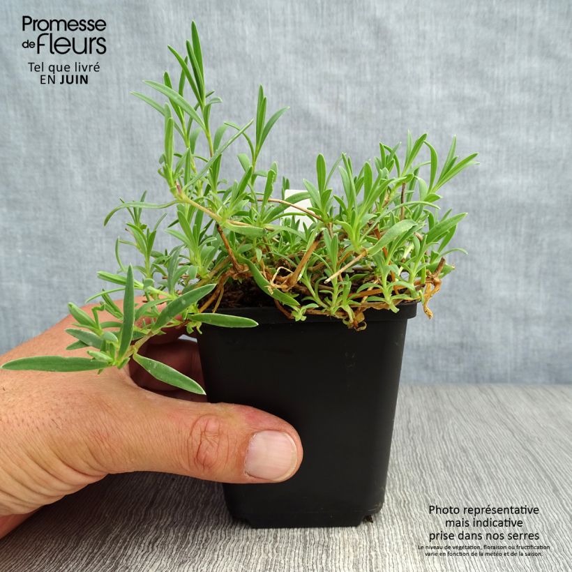 Spécimen de Gypsophila repens Rosa Schönheit - Gypsophile rampant Godet de 8/9 cm tel que livré en été