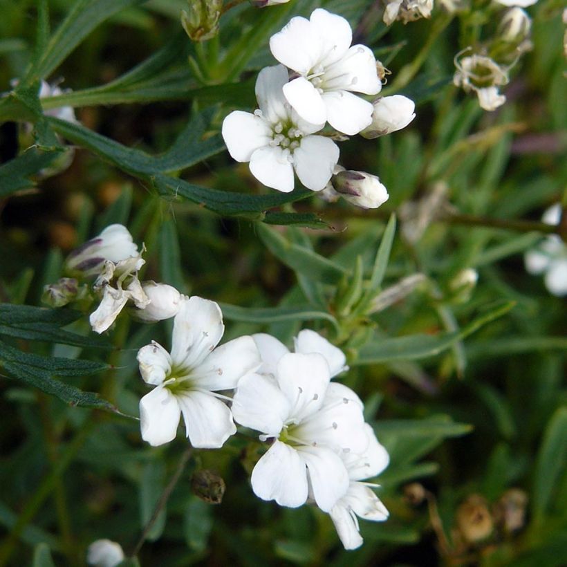 Gypsophile rampant - Gypsophila repens White Angel (Feuillage)