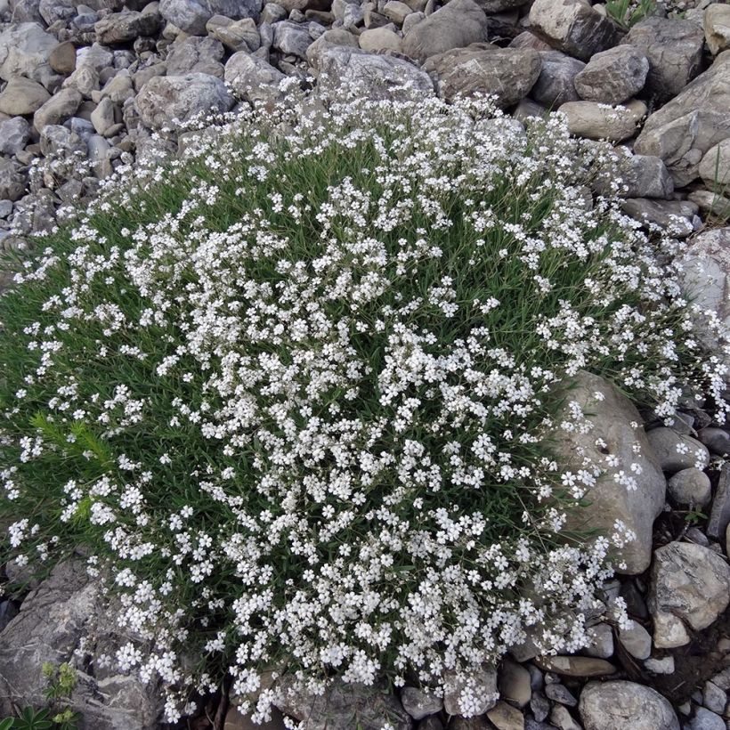 Gypsophile rampant - Gypsophila repens White Angel (Port)