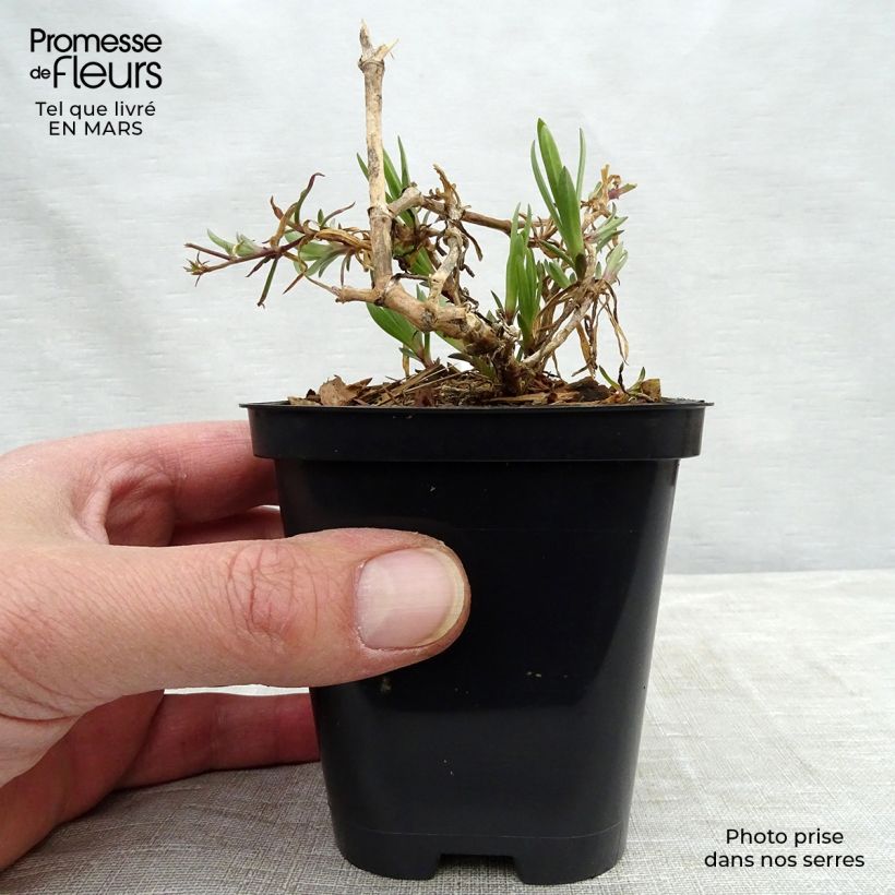 Spécimen de Gypsophile Festival Pink Godet de 9cm tel que livré au printemps