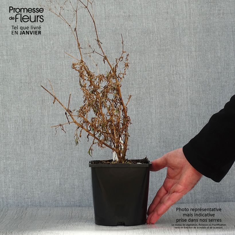 Spécimen de Gypsophile Festival Pink Lady Pot de 2L/3L tel que livré en hiver