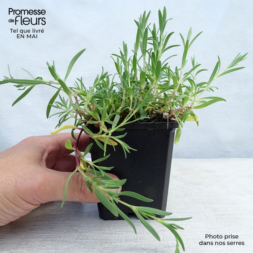 Spécimen de Gypsophile blanc rampant - Gypsophila repens Alba Godet de 9cm tel que livré au printemps