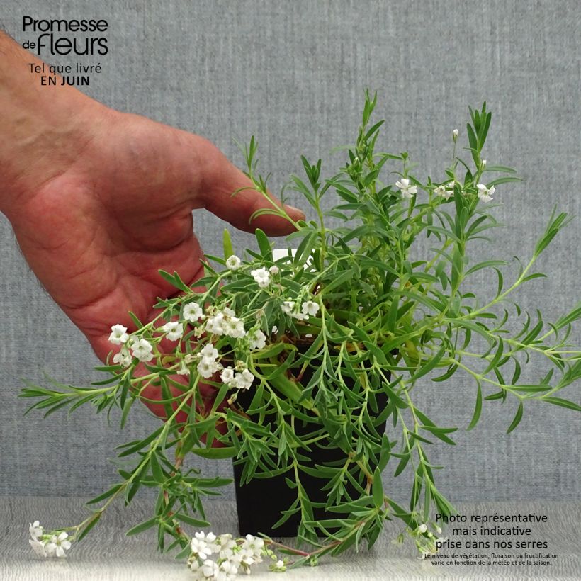 Spécimen de Gypsophile blanc rampant - Gypsophila repens Alba Godet de 8/9 cm tel que livré en été