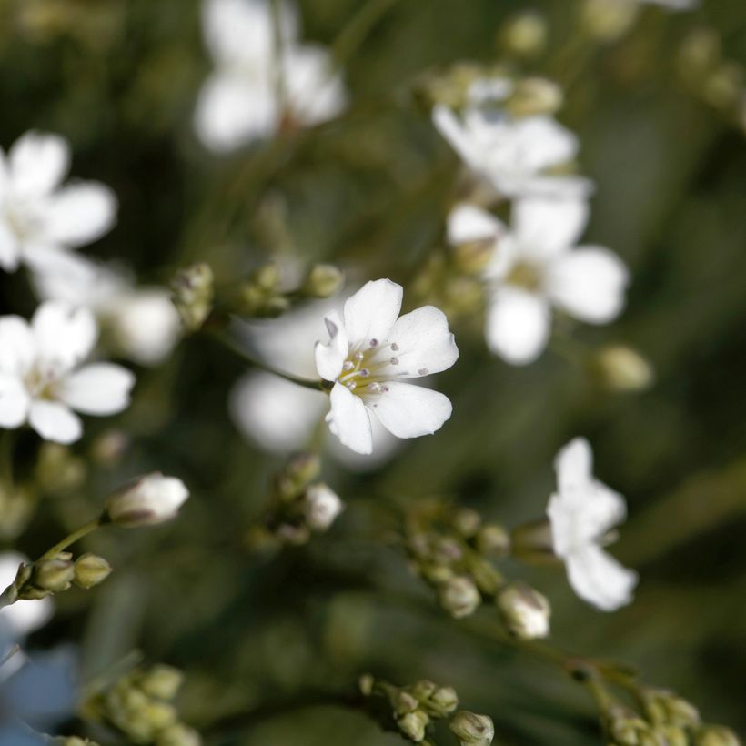 Gypsophile blanc rampant - Gypsophila repens Alba (Floraison)