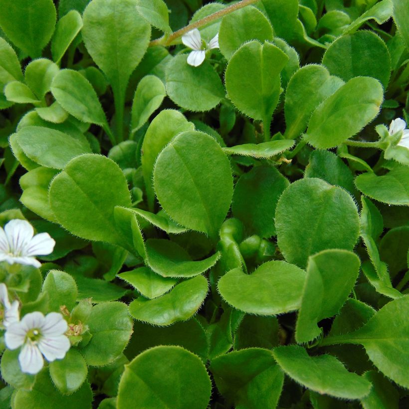 Gypsophile en coussin - Gypsophila cerastioides (Feuillage)