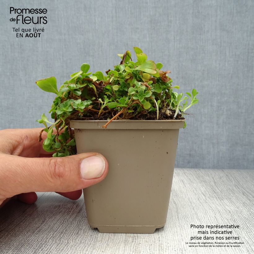Spécimen de Gypsophile en coussin - Gypsophila cerastioides Godet de 8/9 cm tel que livré en été