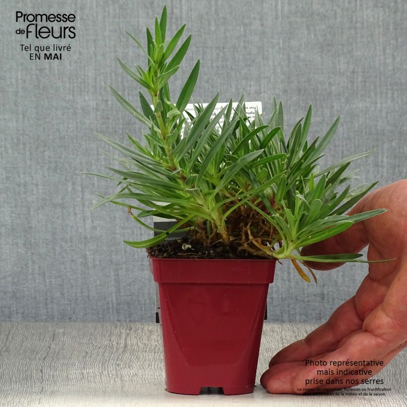 Spécimen de Gypsophile hybride White Festival Godet de 9cm tel que livré au printemps