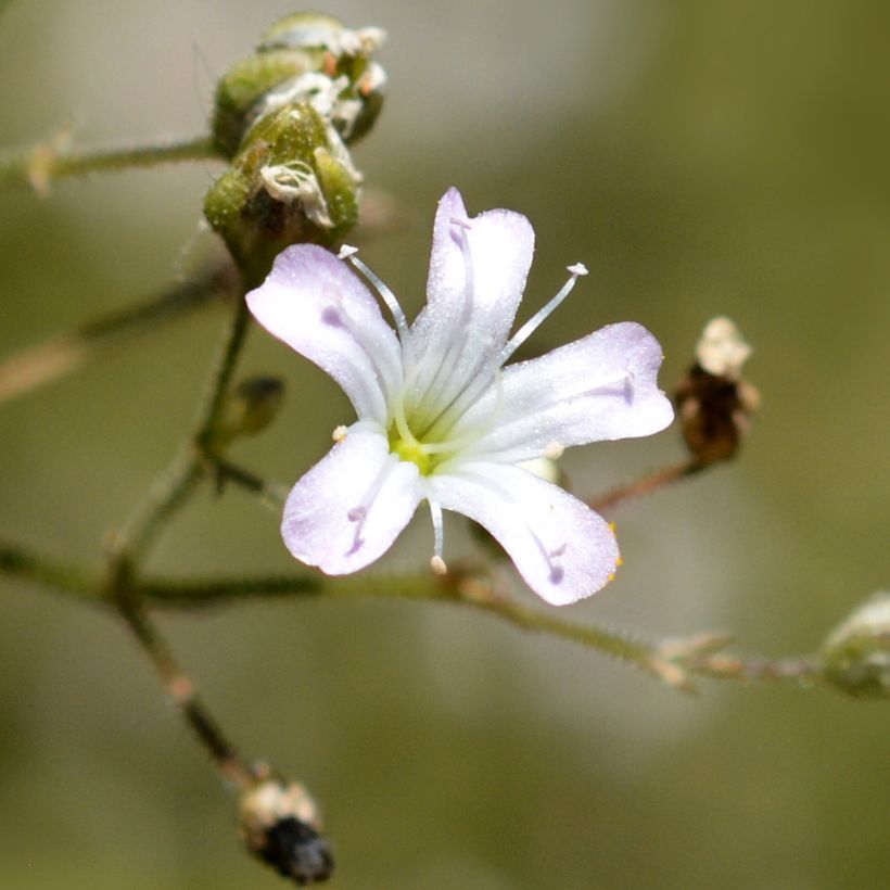 Gypsophile pacifica (Floraison)