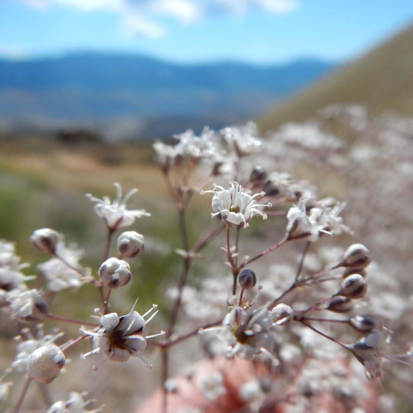 Gypsophile paniculata (Floraison)