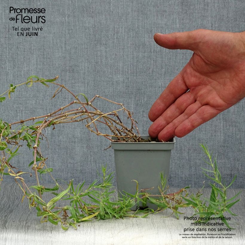 Spécimen de Gypsophile paniculata Godet de 8/9 cm tel que livré en été