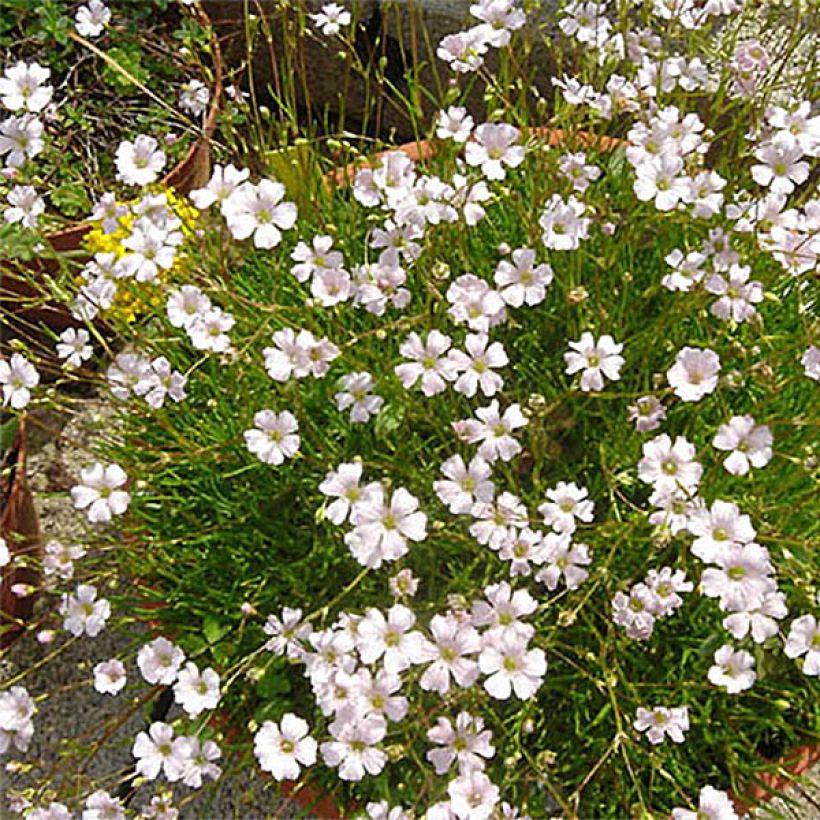 Gypsophile tenuifolia - Gypsophile à petites feuilles (Floraison)