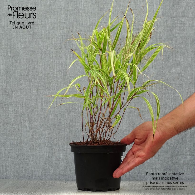 Spécimen de Herbe du Japon - Hakonechloa macra Albostriata Pot de 2L/3L tel que livré en été