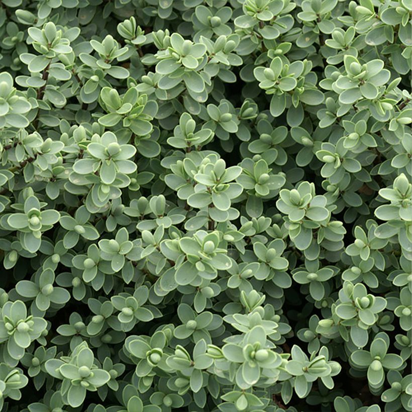 Hebe carnosula - Véronique arbustive (Feuillage)