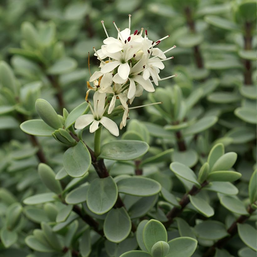 Hebe carnosula - Véronique arbustive (Floraison)