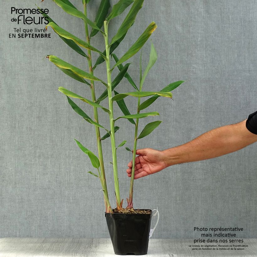 Spécimen de Hedychium coccineum Tara - Longose rouge Pot de 4L/5L tel que livré en automne
