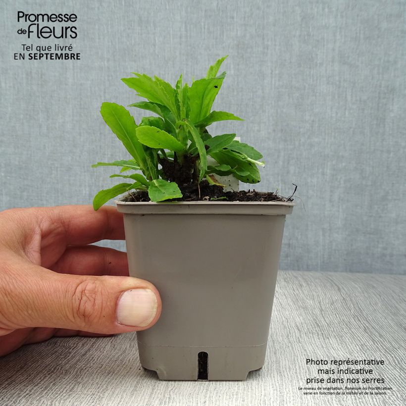 Spécimen de Helenium Okra Sundae - Hélénie Godet de 8/9 cm tel que livré en automne