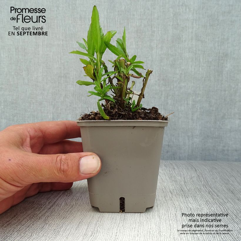 Spécimen de Helenium Strawberry Sundae - Hélénie Godet de 8/9 cm tel que livré en automne