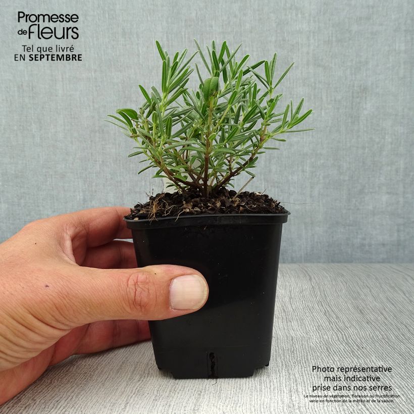 Spécimen de Helianthemum Suprême - Hélianthème rouge rose Godet de 8/9 cm tel que livré en automne