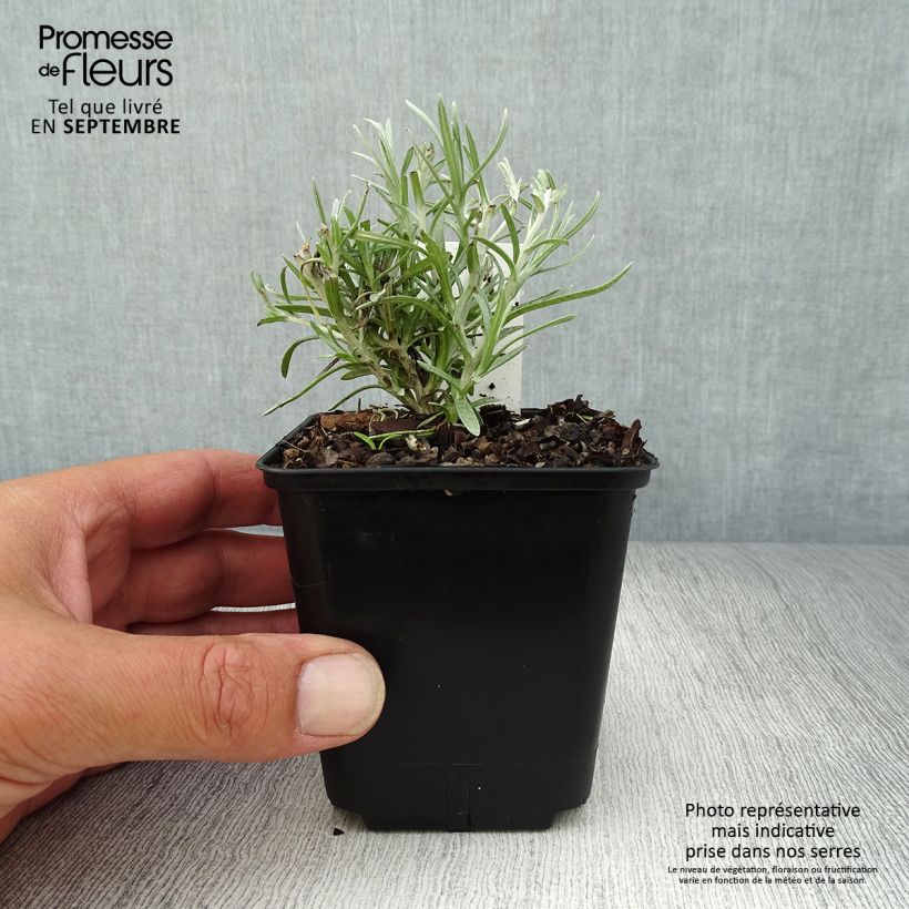 Spécimen de Helichrysum angustifolium Tall Curry - Plante curry Godet de 8/9 cm tel que livré en automne