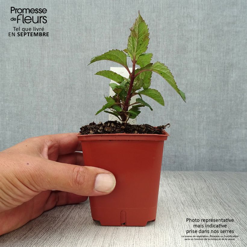 Spécimen de Heliopsis Punto Rosso Godet de 8/9 cm tel que livré en automne