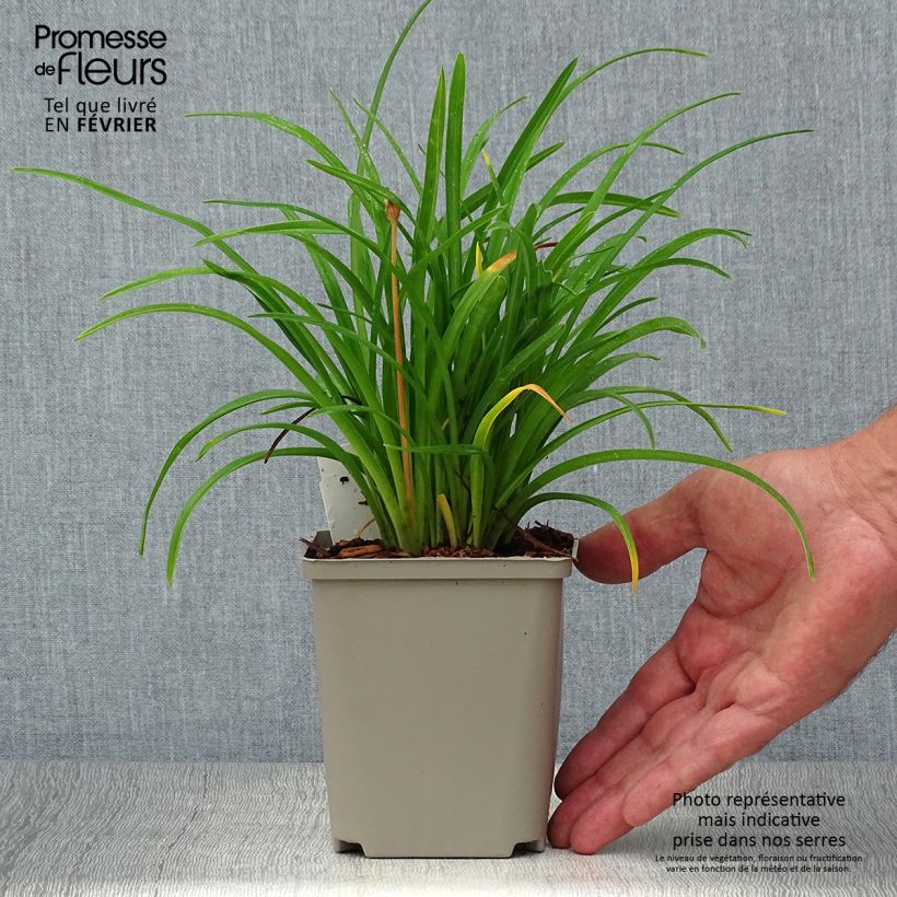 Spécimen de Hémérocalle Everydaylily Cerise - Lis d'un jour Godet de 8/9 cm tel que livré en automne