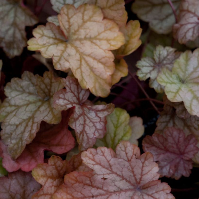 Heuchère - Heuchera Vienna (Feuillage)