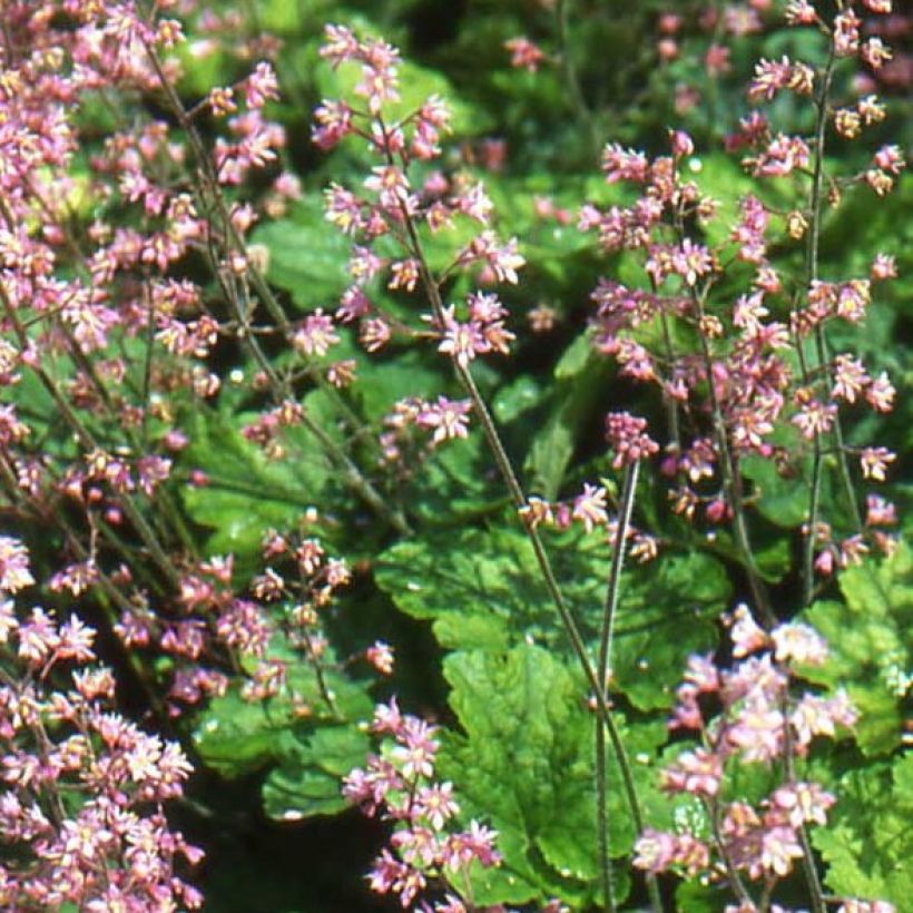 Heucherella alba Bridget Bloom (Floraison)