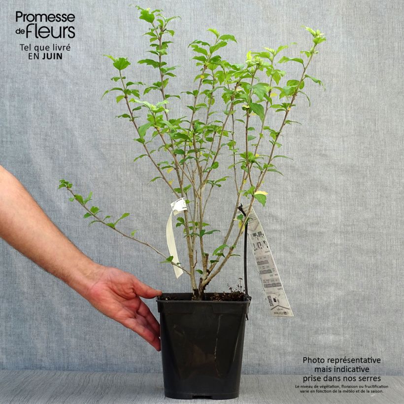 Spécimen de HIbiscus Russian Violet (II) - Althea rose violacé Pot de 4L/5L tel que livré en été