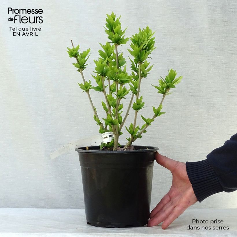 Spécimen de HIbiscus Russian Violet (II) - Althea rose violacé Pot de 2L/3L tel que livré au printemps