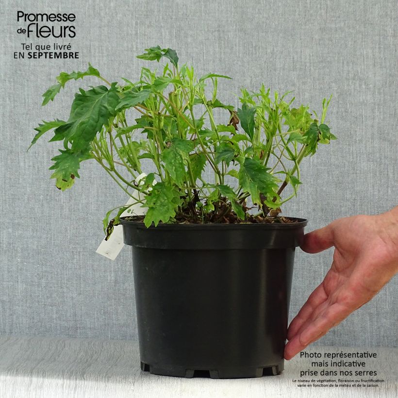 Spécimen de Hortensia arborescens Emerald lace  Pot de 4L/5L tel que livré en automne