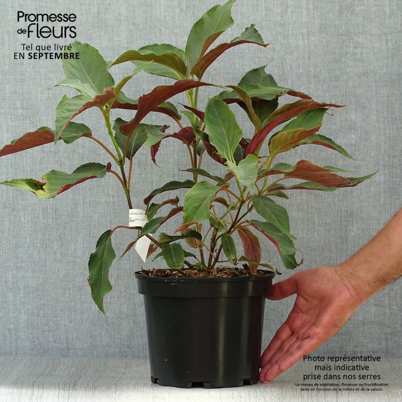 Spécimen de Hortensia - Hydrangea aspera Rosemary Foster  Pot de 4L/5L tel que livré en été