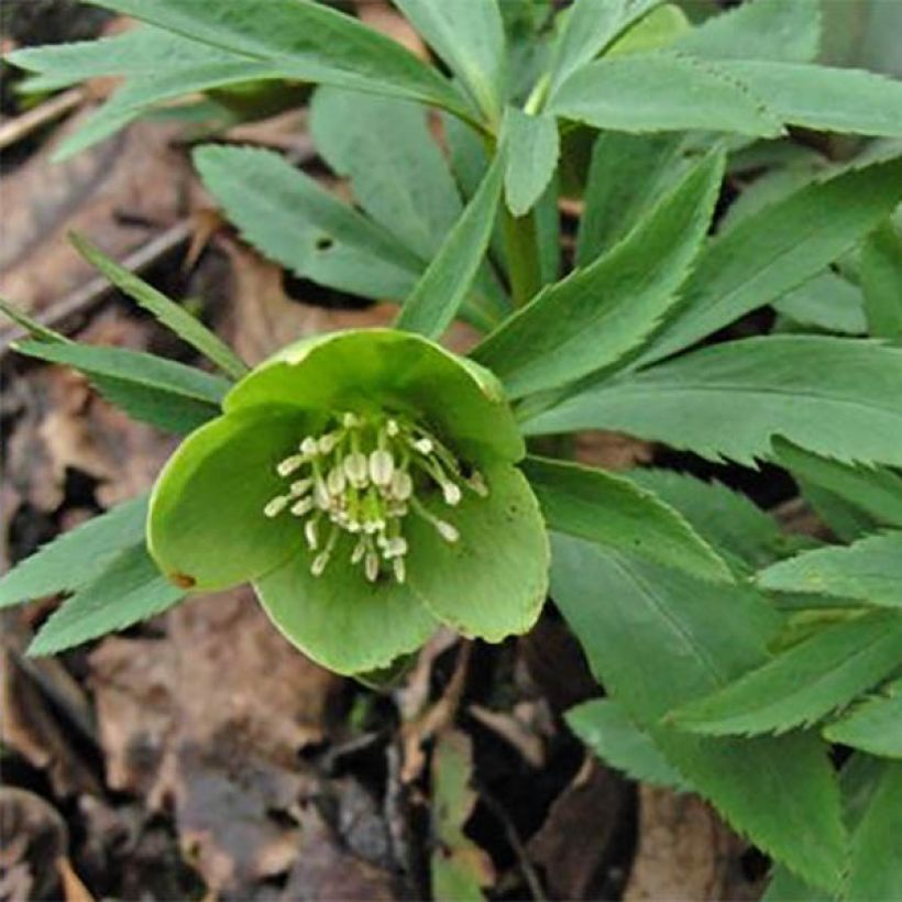 Hellébore dumetorum (Floraison)