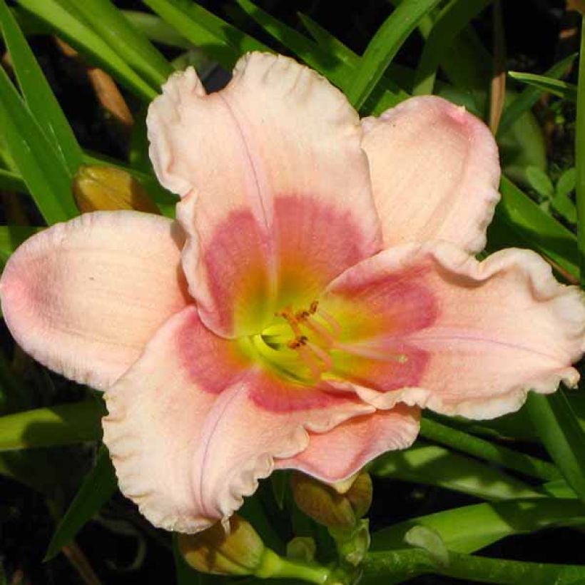 Hémérocalle Janice Brown - Lis d'un jour rose (Floraison)
