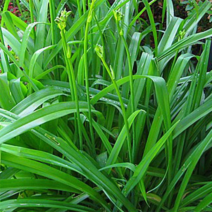 Hémérocalle Lime Frost - Lis d'un Jour (Feuillage)