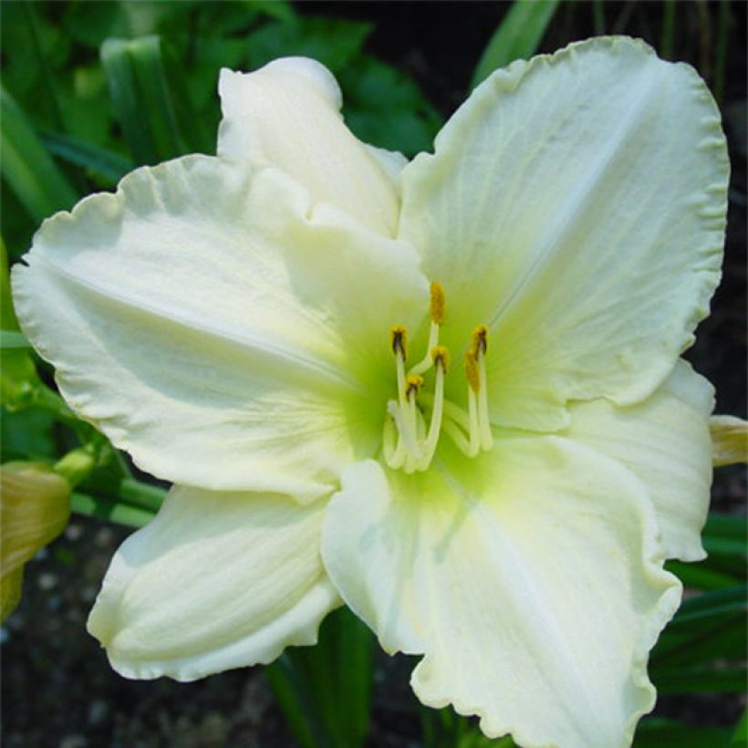 Hémérocalle Lime Frost - Lis d'un Jour (Floraison)