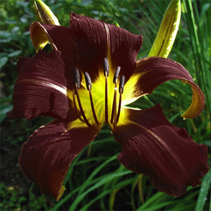 Hémérocalle Midnight Magic - Lis d'un Jour (Floraison)