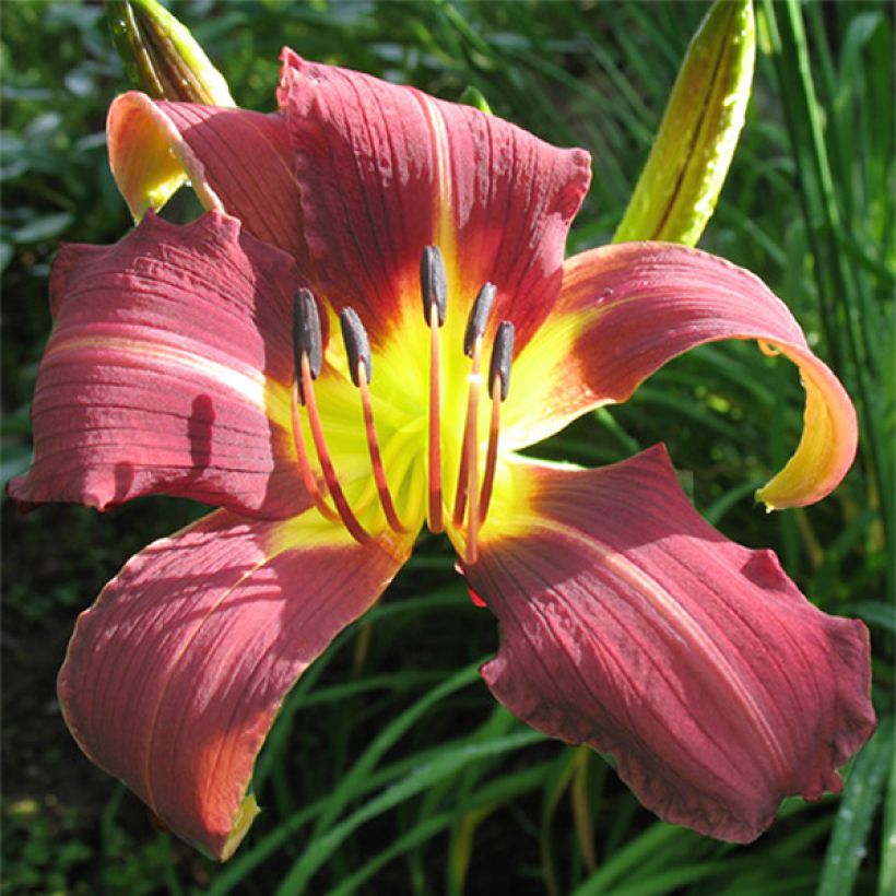Hémérocalle Purple Magic (Floraison)