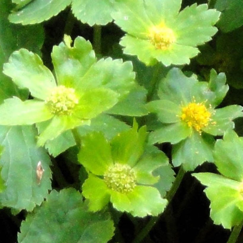 Hacquetia epipactis (Feuillage)