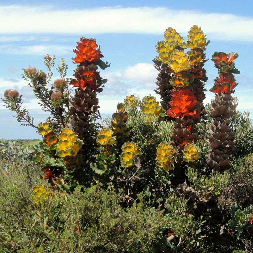 Hakea victoria - Hakea royal (Port)