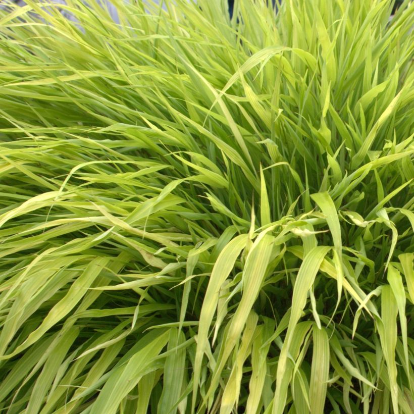 Herbe du Japon - Hakonechloa macra All Gold (Feuillage)