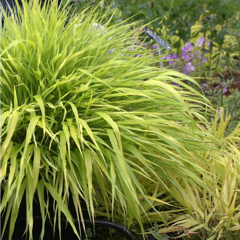 Herbe du Japon - Hakonechloa macra All Gold (Port)