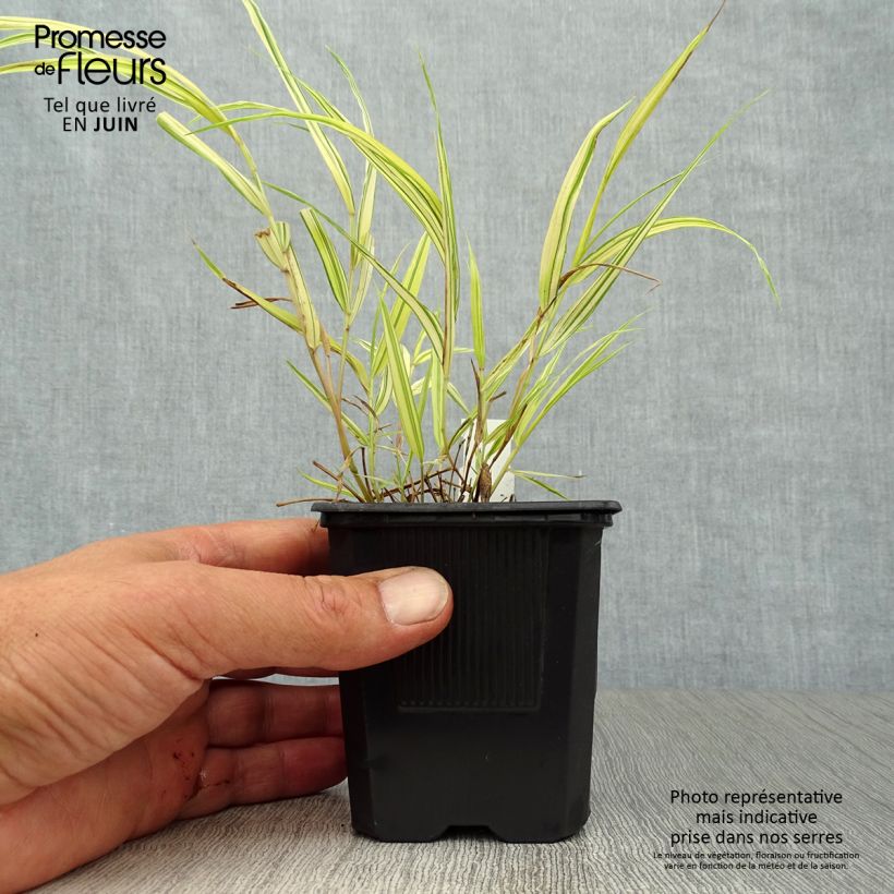 Spécimen de Herbe du Japon - Hakonechloa macra Aureola Godet de 8/9 cm tel que livré en été