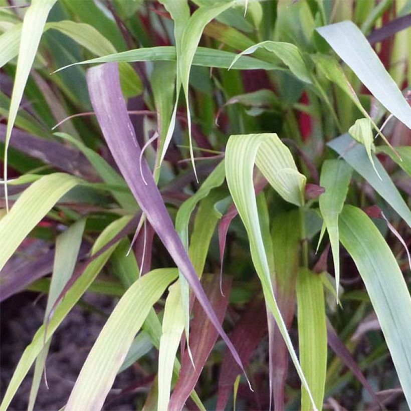 Hakonechloa macra Beni-Kaze - Herbe du Japon (Feuillage)