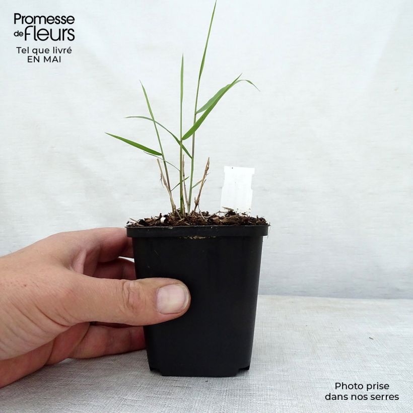 Spécimen de Hakonechloa macra Beni-Kaze - Herbe du Japon Godet de 9cm tel que livré au printemps