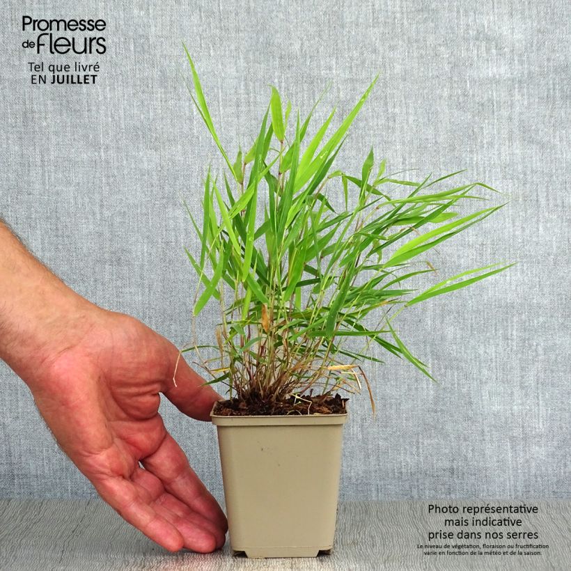 Spécimen de Hakonechloa macra Beni-Kaze - Herbe du Japon Godet de 8/9 cm tel que livré en été