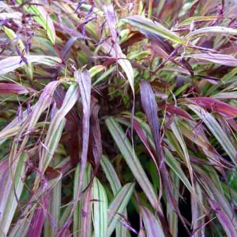 Herbe du Japon - Hakonechloa macra Naomi (Feuillage)