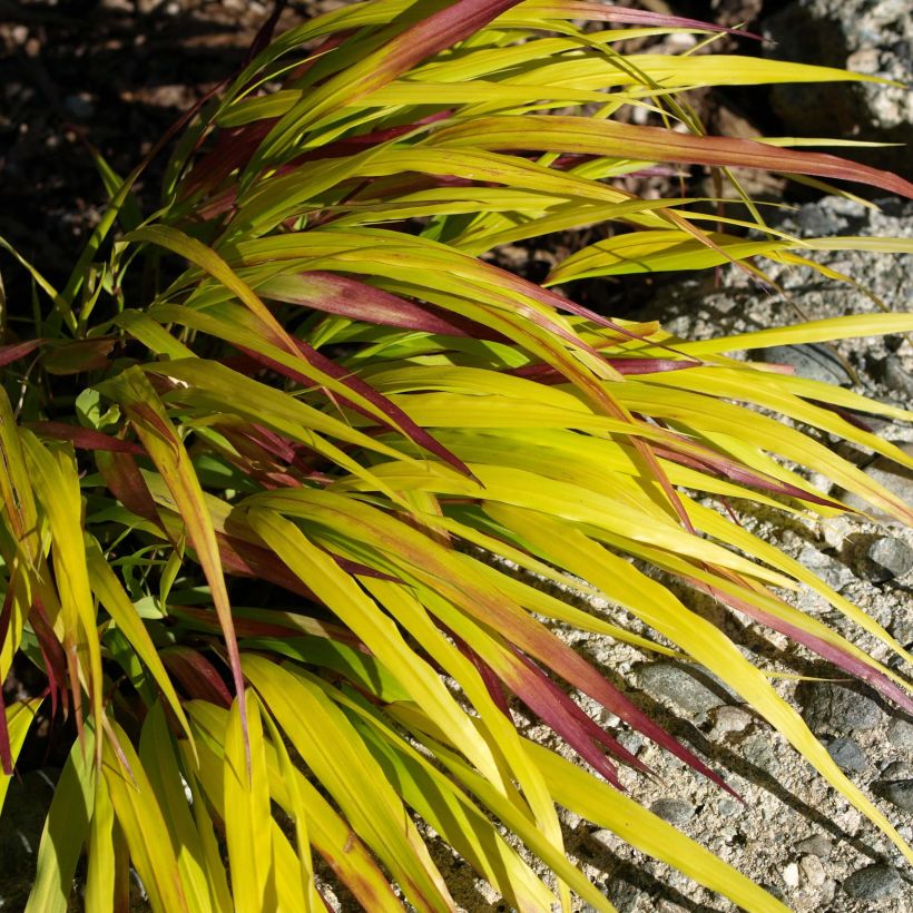 Hakonechloa macra Sunflare - Herbe du Japon (Feuillage)