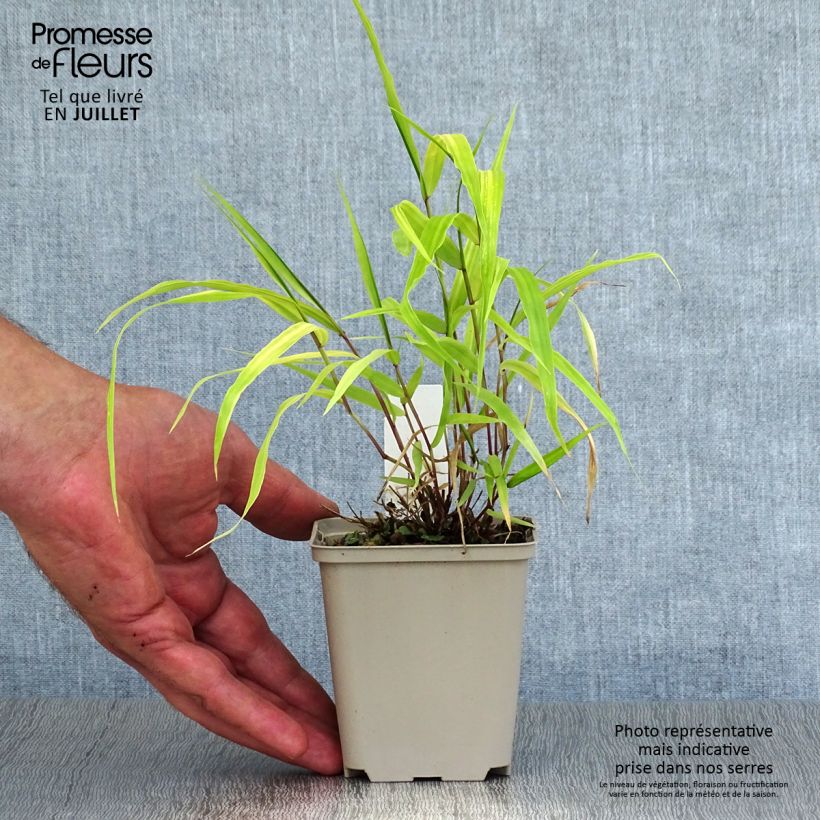 Spécimen de Hakonechloa macra Sunflare - Herbe du Japon Godet de 8/9 cm tel que livré en été